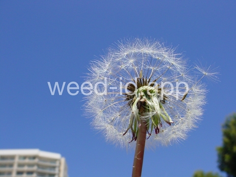 dandelion